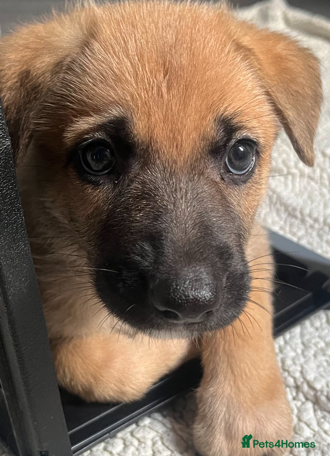 German Shepherd dogs for sale: ADORABLE GERMAN SHEPHERD PUPPIES! 😍 - Image 8