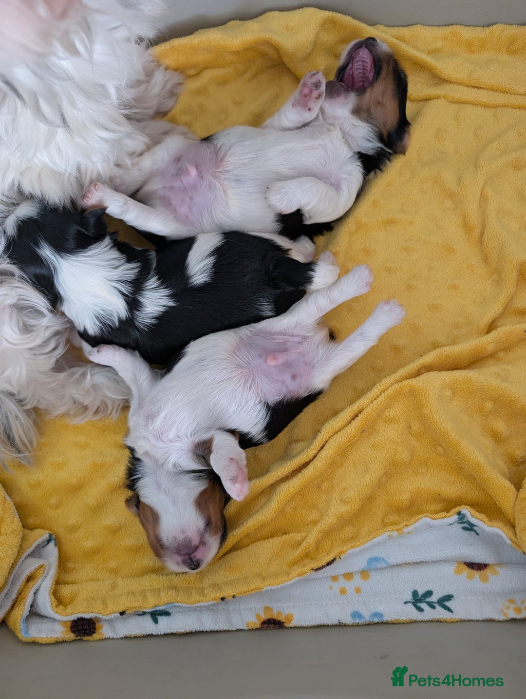 Biewer Terrier dogs for sale: Biewer terrier puppies  - Image 7