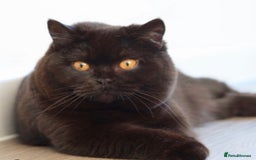 British Shorthair cats for sale: British Shorthair Kittens - Registered & Licensed - Image 9