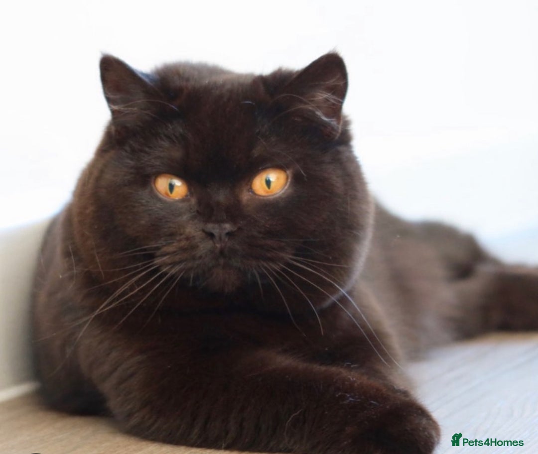 British Shorthair cats for sale: British Shorthair Kittens - Registered & Licensed - Image 9
