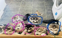 Utonagan dogs for sale: Husky/ malamute pups  - Image 3