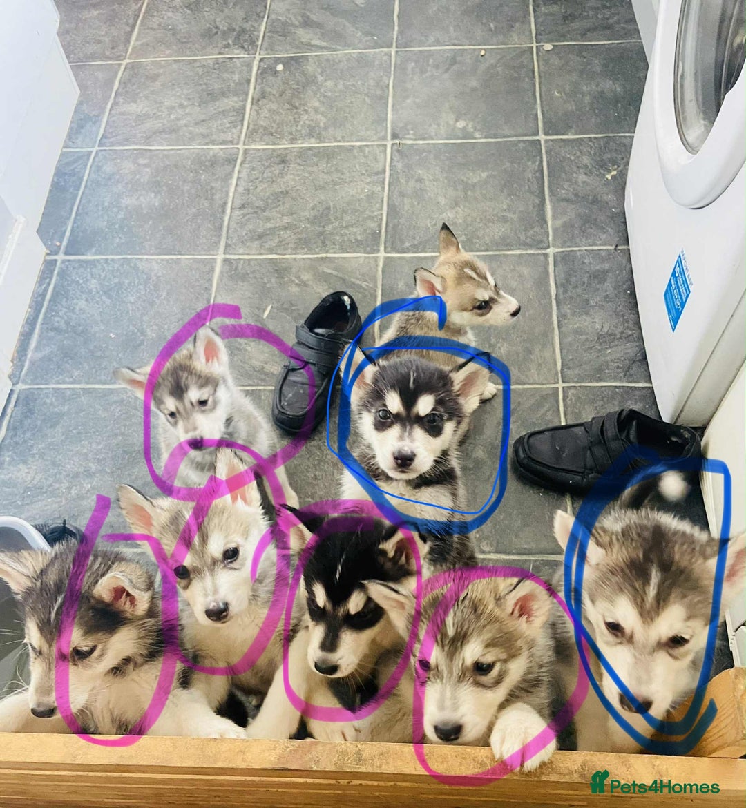 Utonagan dogs for sale: Husky/ malamute pups  - Image 3