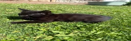 Mixed Breed cats for sale: Mum and 3 kittens for sale to good homes - Advert 5