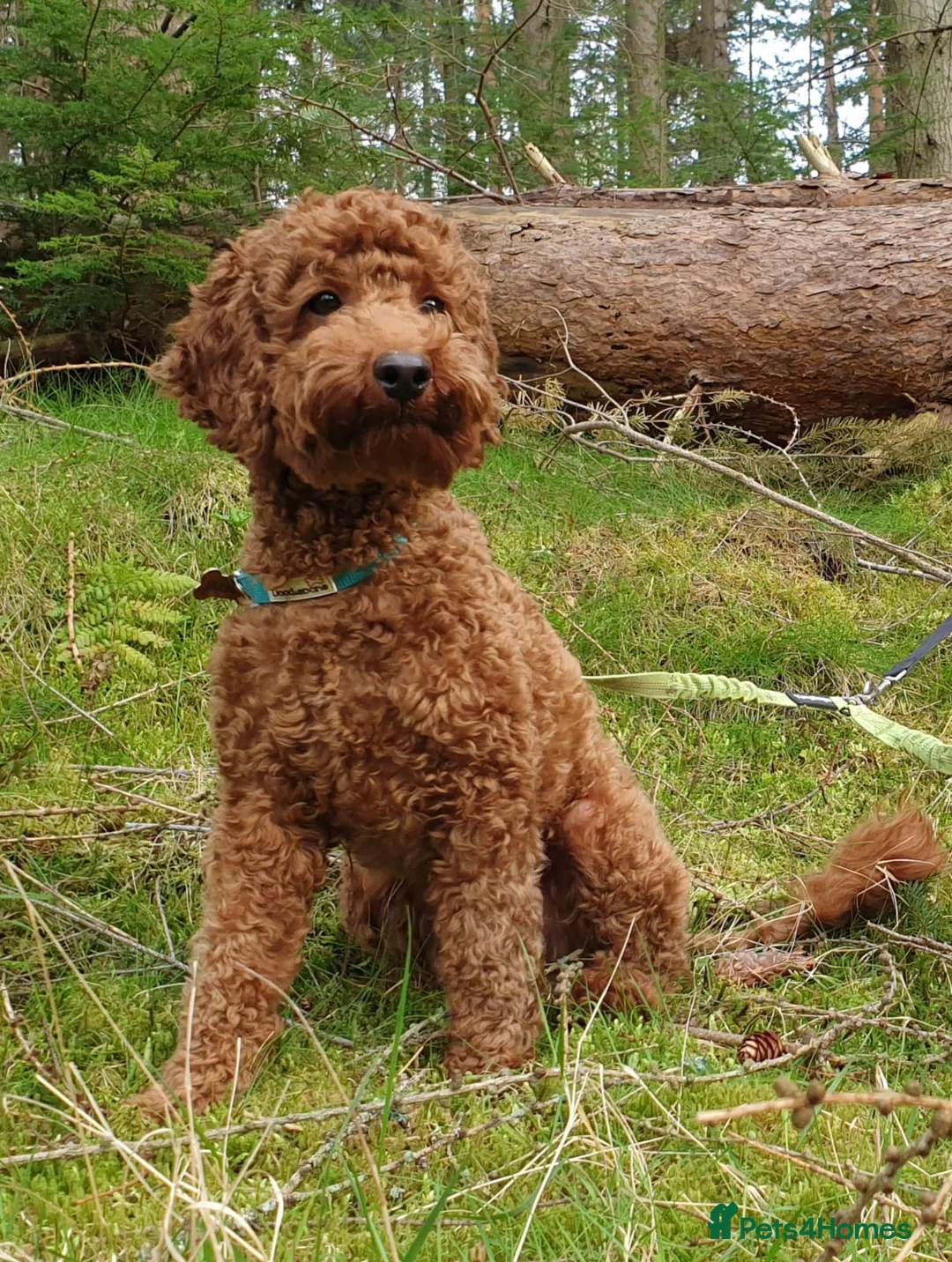 Cockapoo dogs for sale:  Beautiful F1 Cockapoos - Advert 2