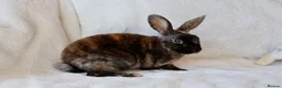 Rex rabbits for sale: Gorgeous mini rex boy - Advert 1