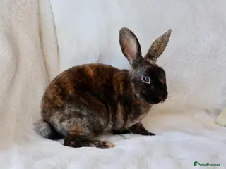 Rex rabbits Gorgeous mini rex boy - Advert 1