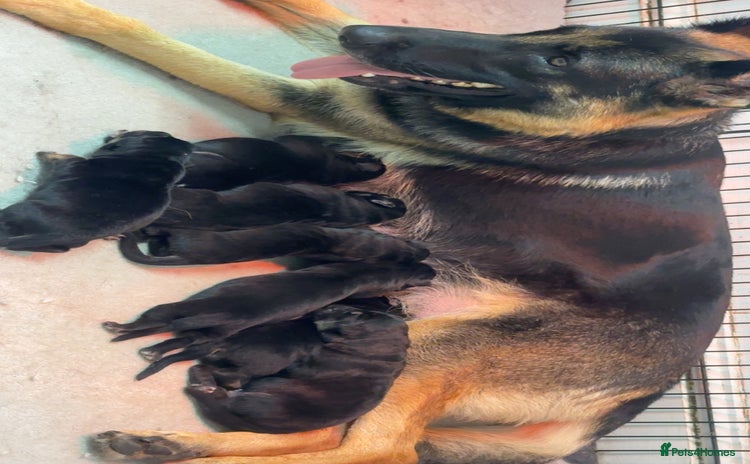 German Shepherd dogs - Advert 9