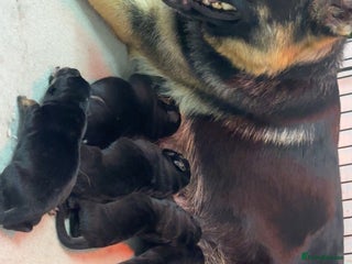 German Shepherd dogs German Shepherd Puppies - Advert 3