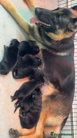 German Shepherd dogs - Advert 1