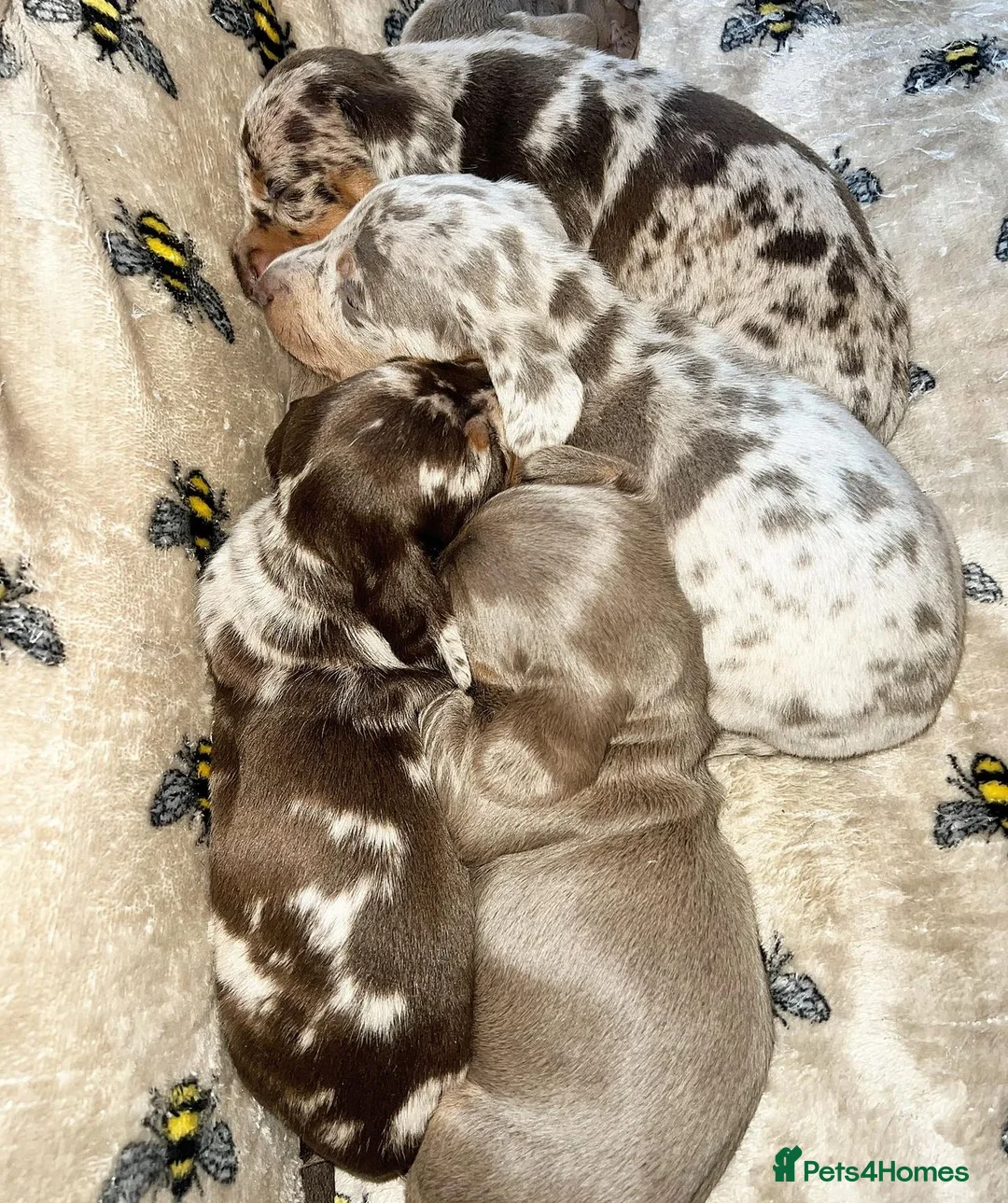 Miniature Dachshund dogs for stud: long haired miniature dachshund in Sunderland - Advert 9