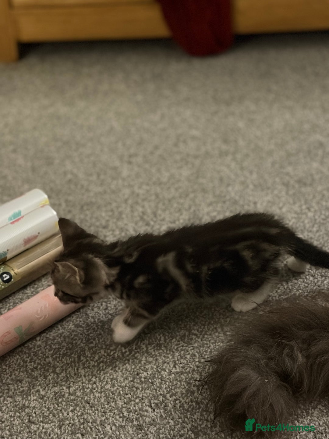 Maine Coon cats for sale: Last little girl - ready now - Advert 28