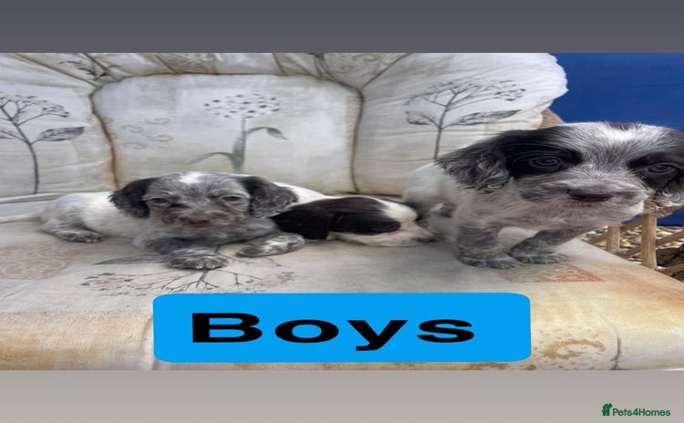 Cocker Spaniel dogs - Advert 3