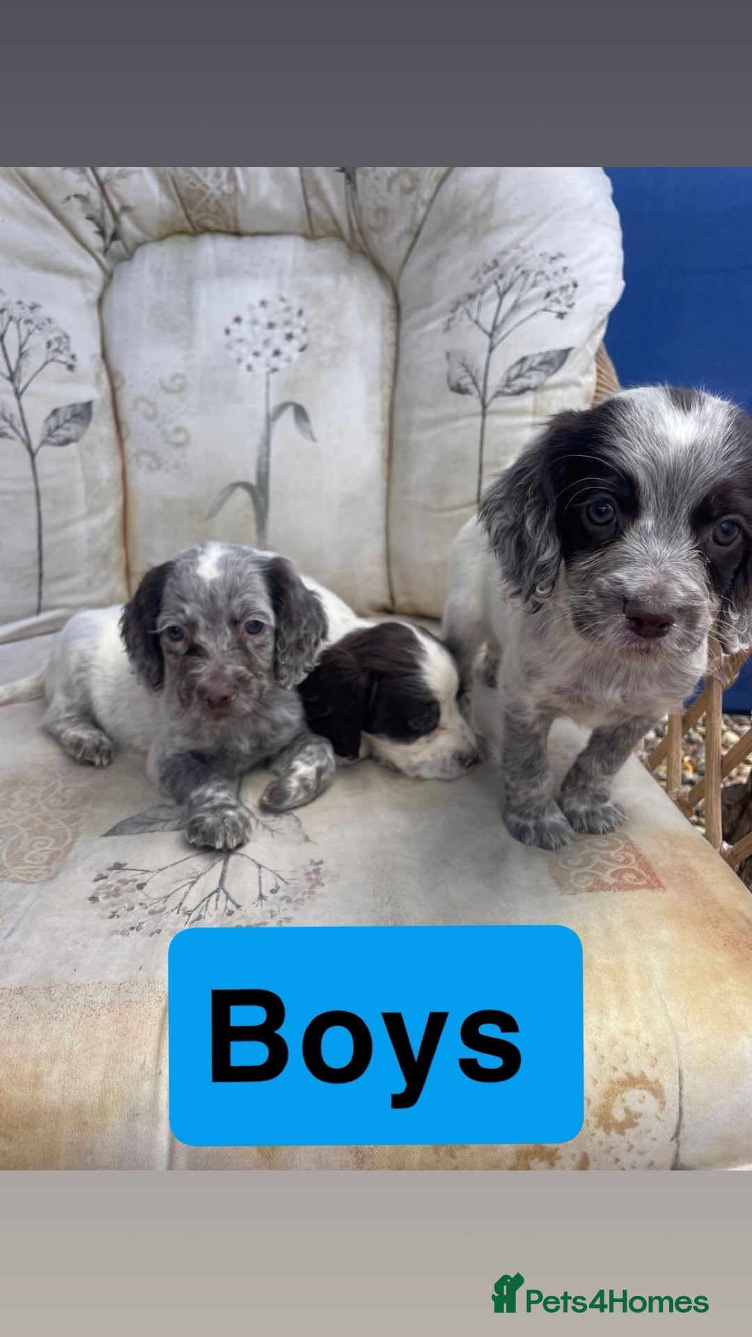 Cocker Spaniel dogs for sale: 7 beautiful cocker spaniel puppies  - Image 1