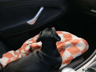 Miniature Dachshund dogs Miniature dashhounds - Advert 2