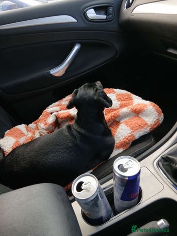 Miniature Dachshund dogs Miniature dashhounds - Advert 10