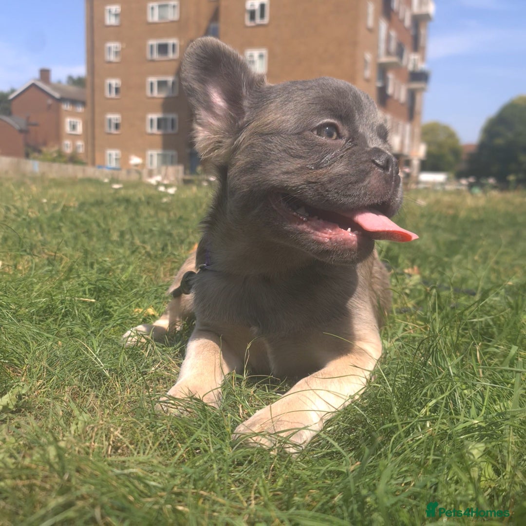 French Bulldog dogs for sale: 🐾  KLASSY BULLZ - KLASSY PUPZ 🐾  in Beckenham - Image 17