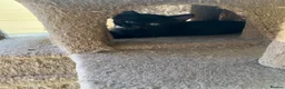 Mixed Breed cats for sale: 3 black kittens - Advert 2