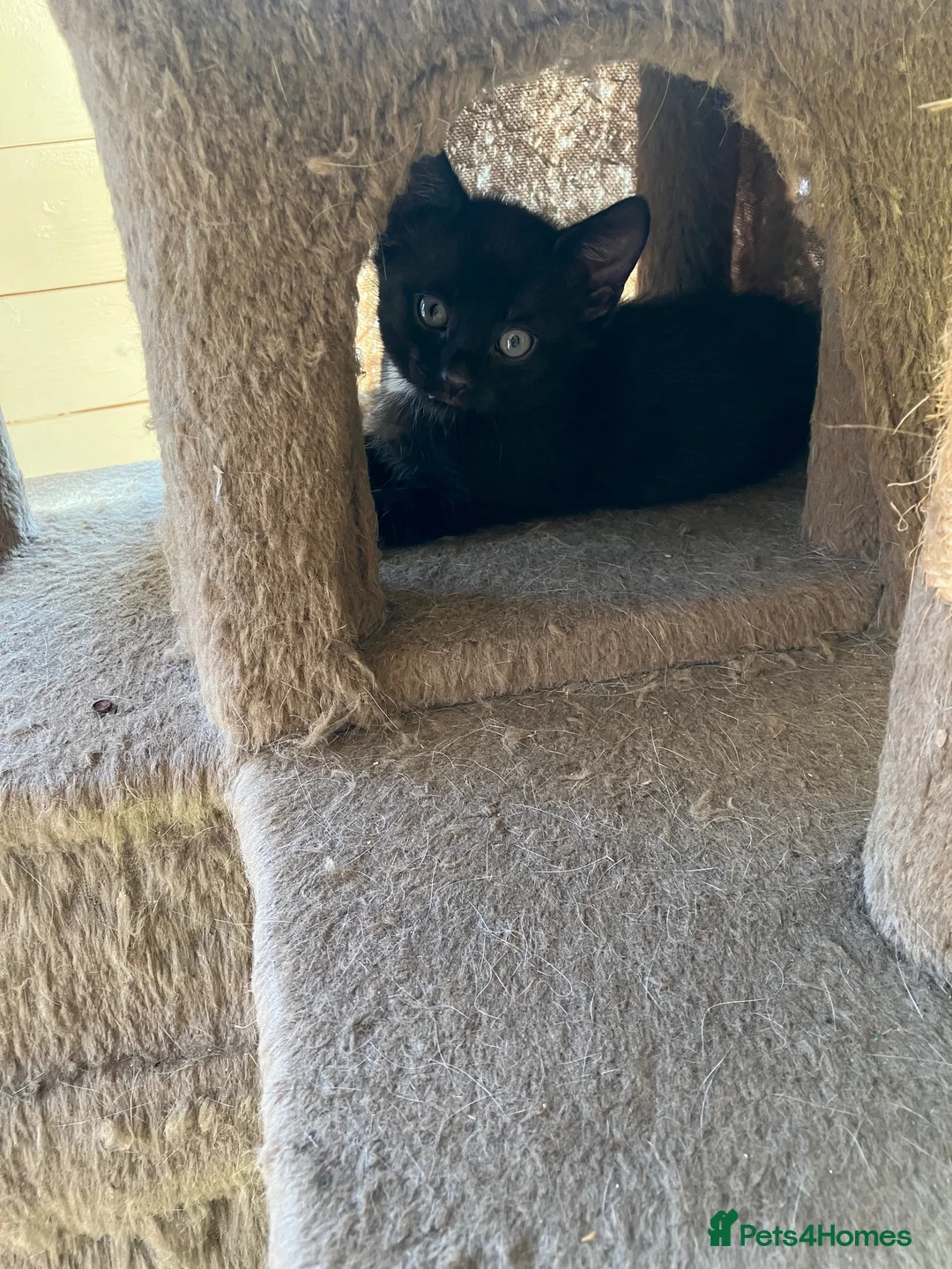 Mixed Breed cats for sale: 3 black kittens - Advert 2