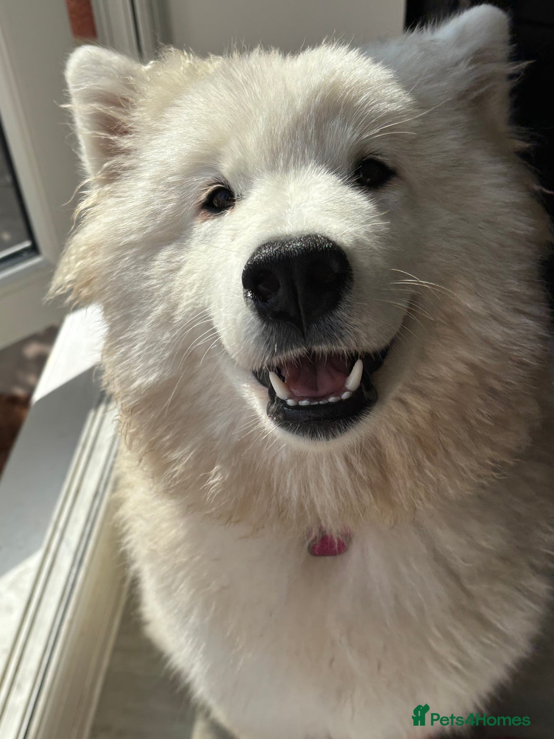 Samoyed dogs for sale: Beautiful samoyed - Image 2