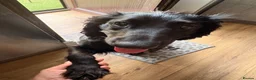 Cocker Spaniel dogs for sale: 1 year Cocker Spainel (male) - Advert 2