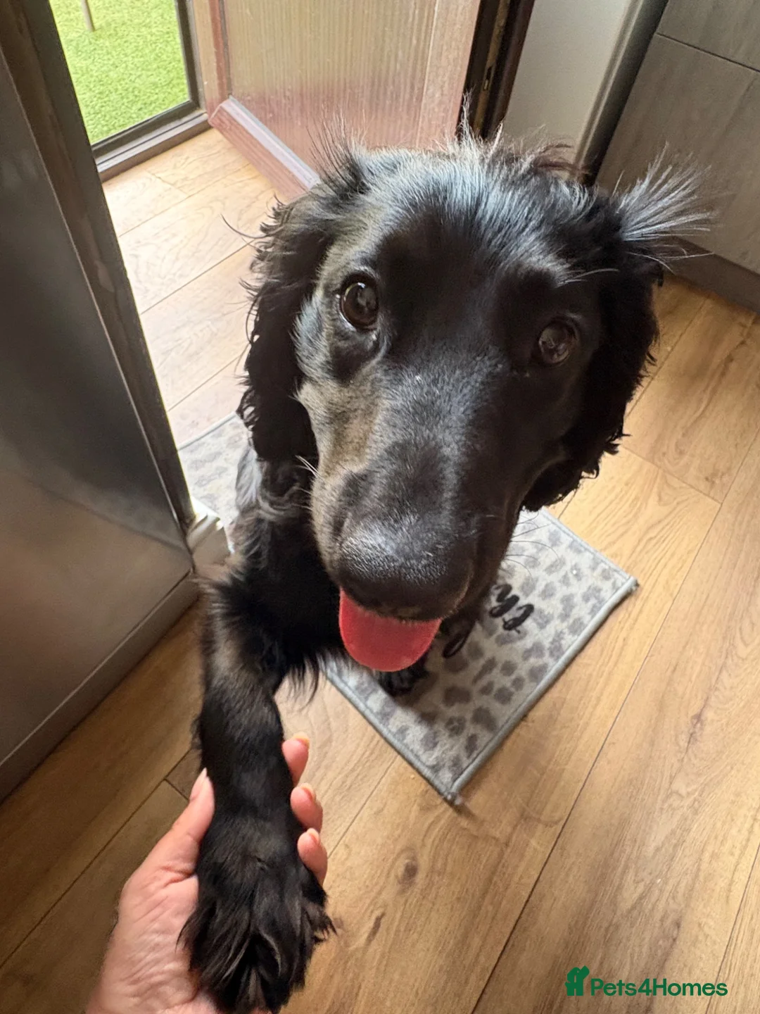 Cocker Spaniel dogs for sale: 1 year Cocker Spainel (male) - Advert 2