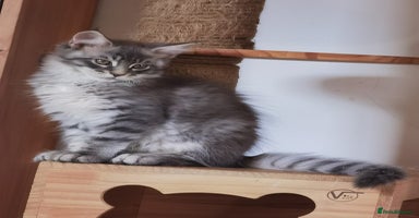 Maine Coon cats - Advert 1