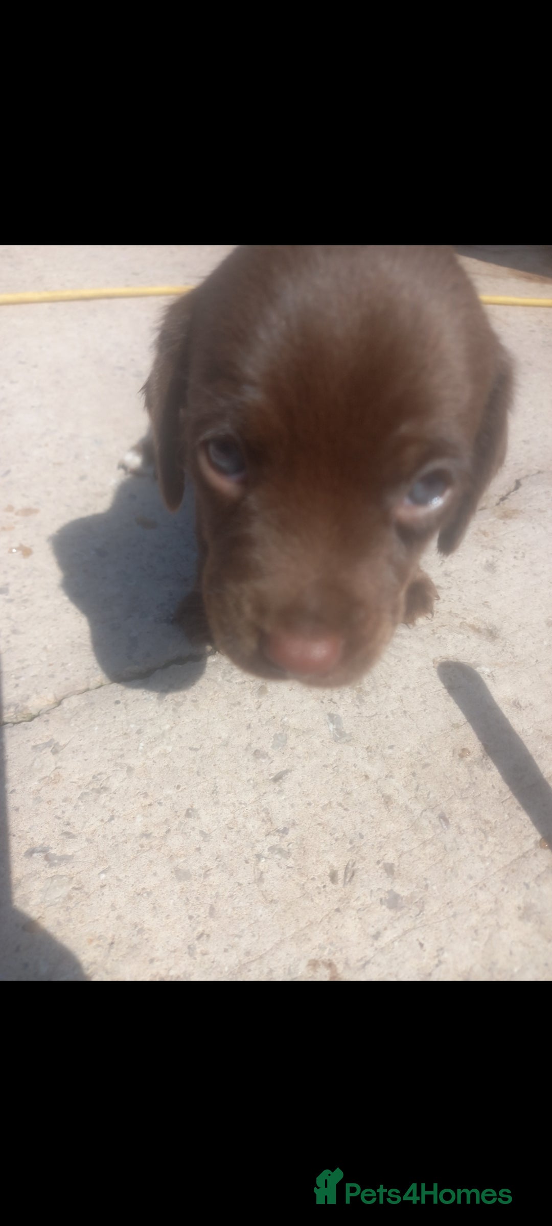 Mixed Breed dogs for sale: Cockerjack puppies - Image 7