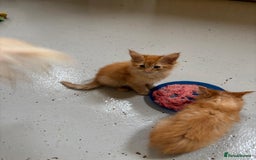 Maine Coon cats for sale: Red Maine coon female kittens, TICA reg - Image 35