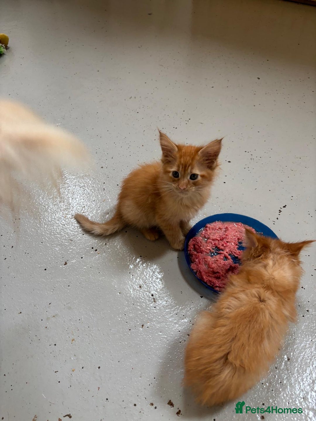 Maine Coon cats for sale: Red Maine coon female kittens, TICA reg - Image 35