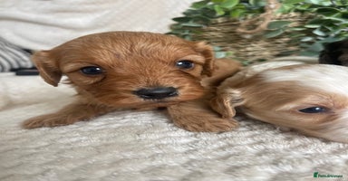 Cavapoo dogs - Advert 2