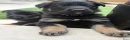 German Shepherd dogs for sale: Europe’s Elite Male and female available   - Advert 8
