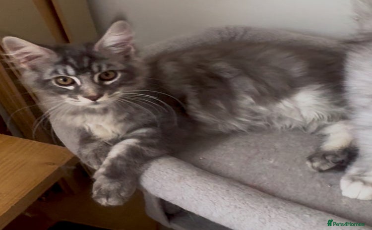 Maine Coon cats - Advert 16