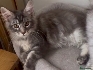 Maine Coon cats - Advert 20