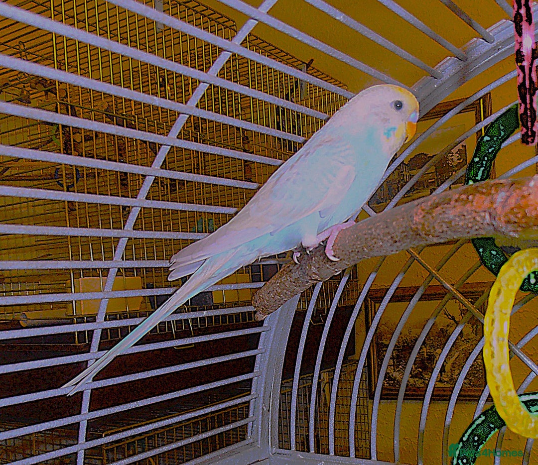 Budgerigars birds for sale: Two Young Male Budgies - Image 4