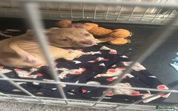 Mixed Breed dogs for sale: Pocket bully  - Image 6