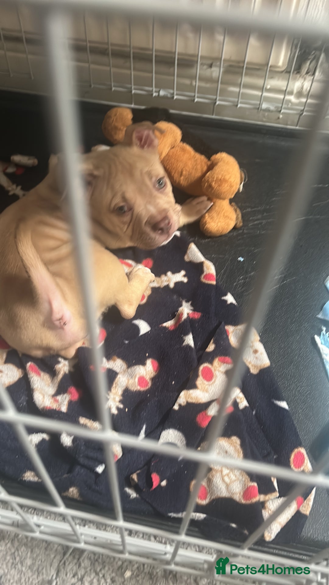 Mixed Breed dogs for sale: Pocket bully  - Image 6