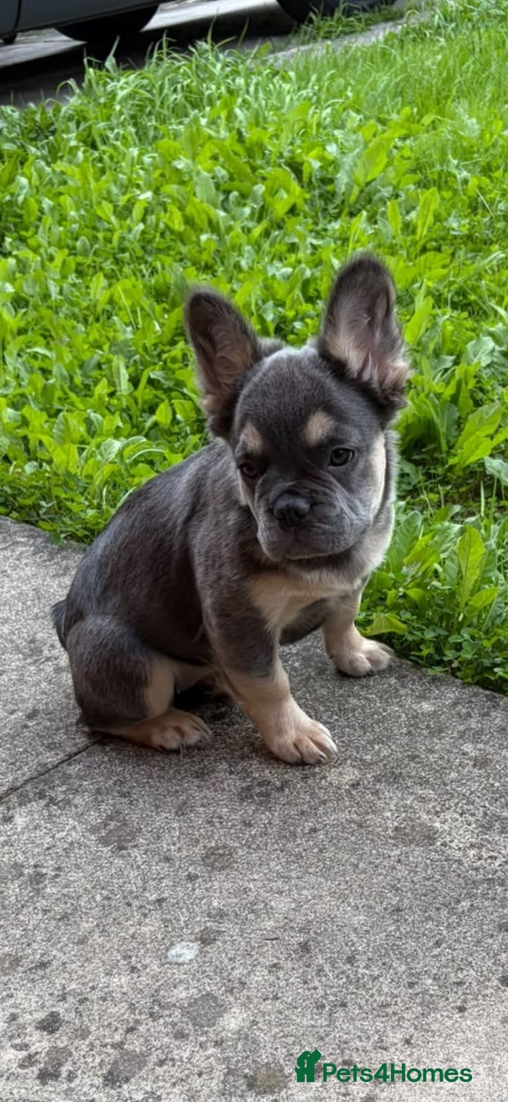 French Bulldog dogs Chloe - Advert 6
