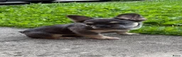 French Bulldog dogs for sale: Chloe in Wigan - Advert 1