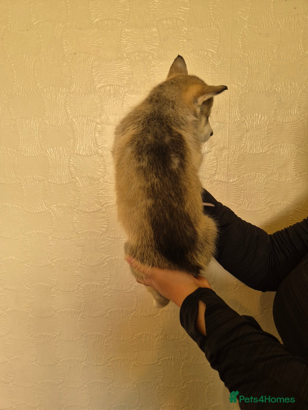 Siberian Husky dogs for sale: Beautiful Husky Looking for Their Forever Homes - Advert 22