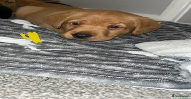 Labrador Retriever dogs Kc registered FTCH hereditary clear labrador pups - Advert 3