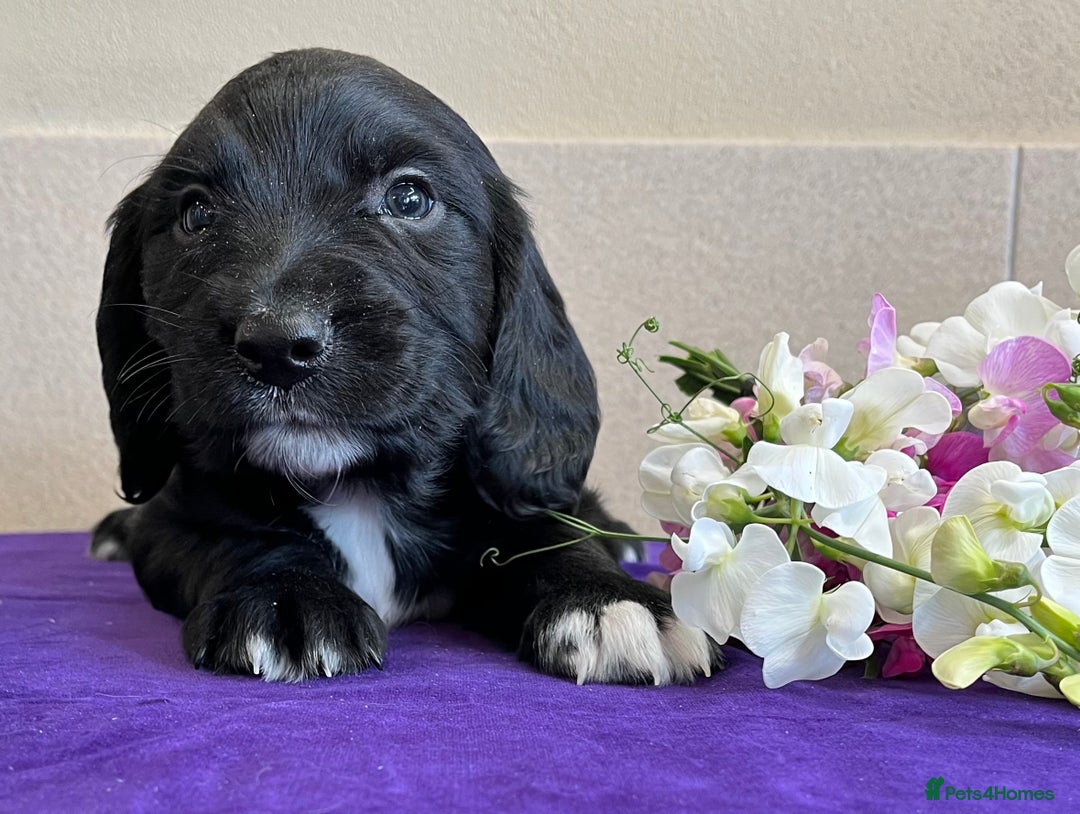 Sprocker dogs for sale: My sweet peas SPECIAL indeed x - Image 5