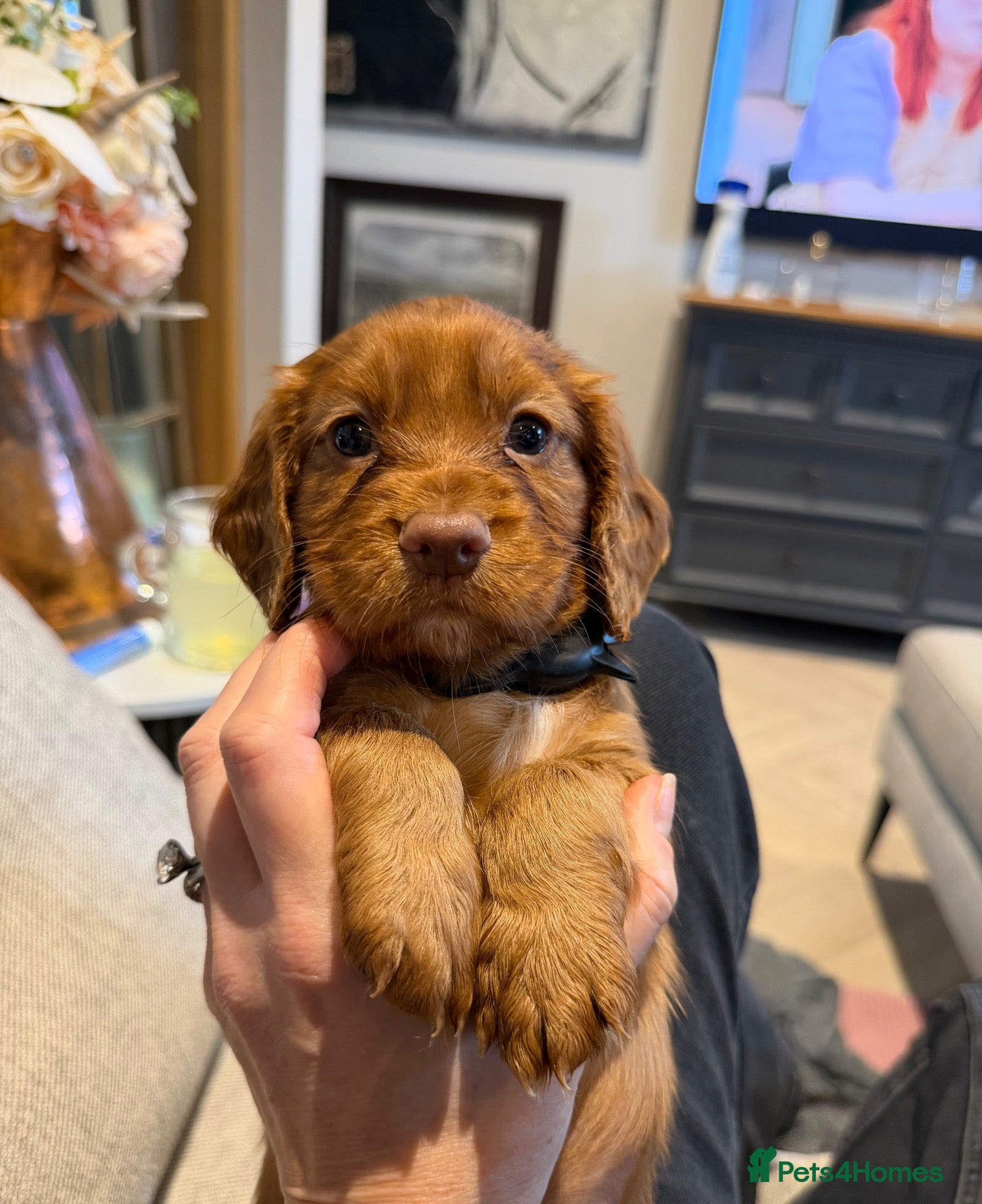 Cocker Spaniel dogs KC REGISTERED WORKING COCKER SPANIEL PUPPIES - Advert 2