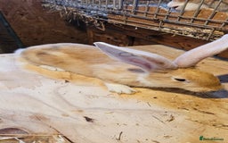 Continental Giant rabbits for sale: Continental Giants Merle - Image 4