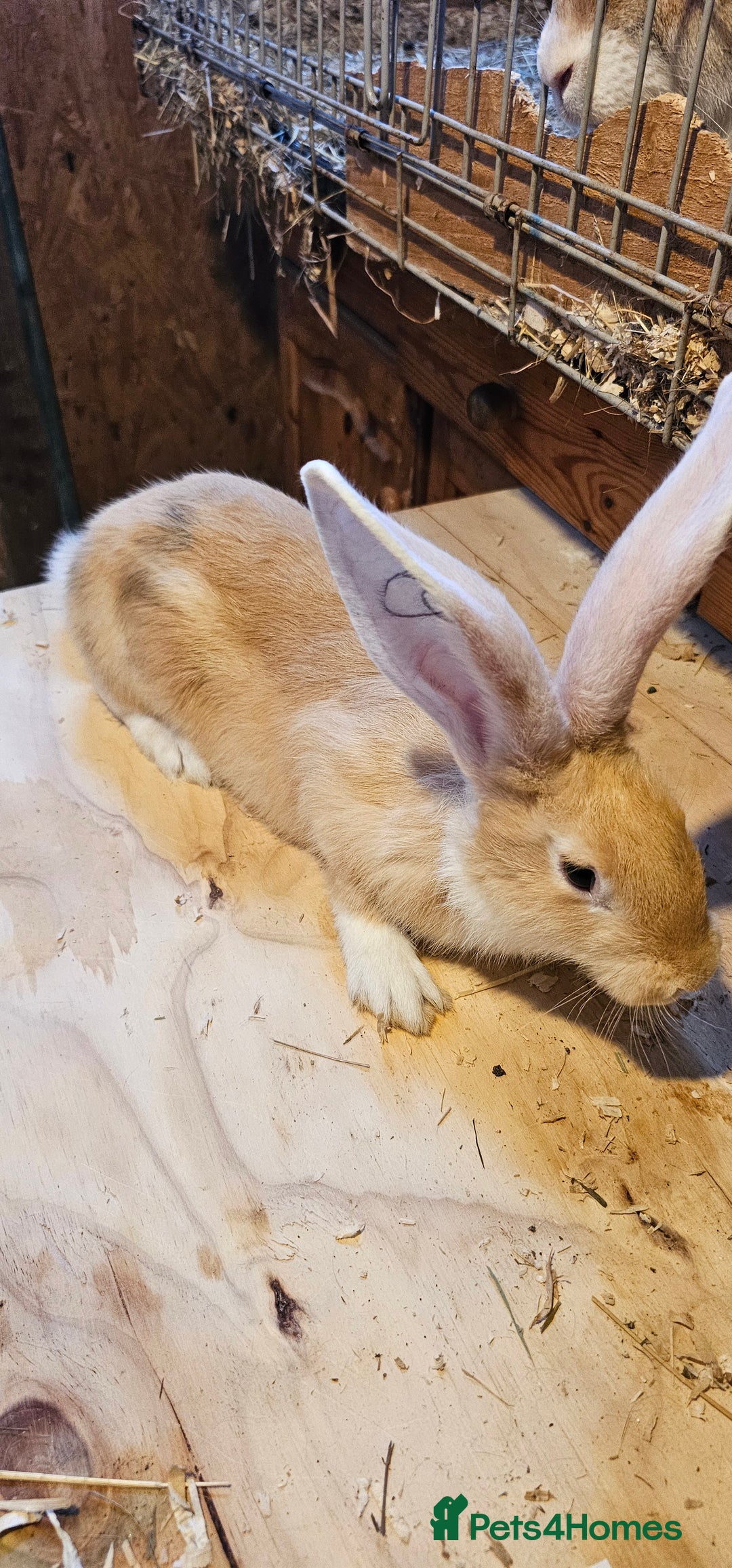 Continental Giant rabbits for sale: Continental Giants Merle - Image 4
