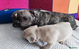 French Bulldog dogs for sale: Beautiful boy ready for reservation  - Image 6