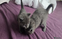 Russian Blue cats for sale: Gorgeous Russian Blue kittens - Image 7