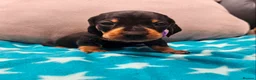 Miniature Dachshund dogs for sale: Beautiful KC Miniature Dachshund Puppies 🐾 - Advert 14
