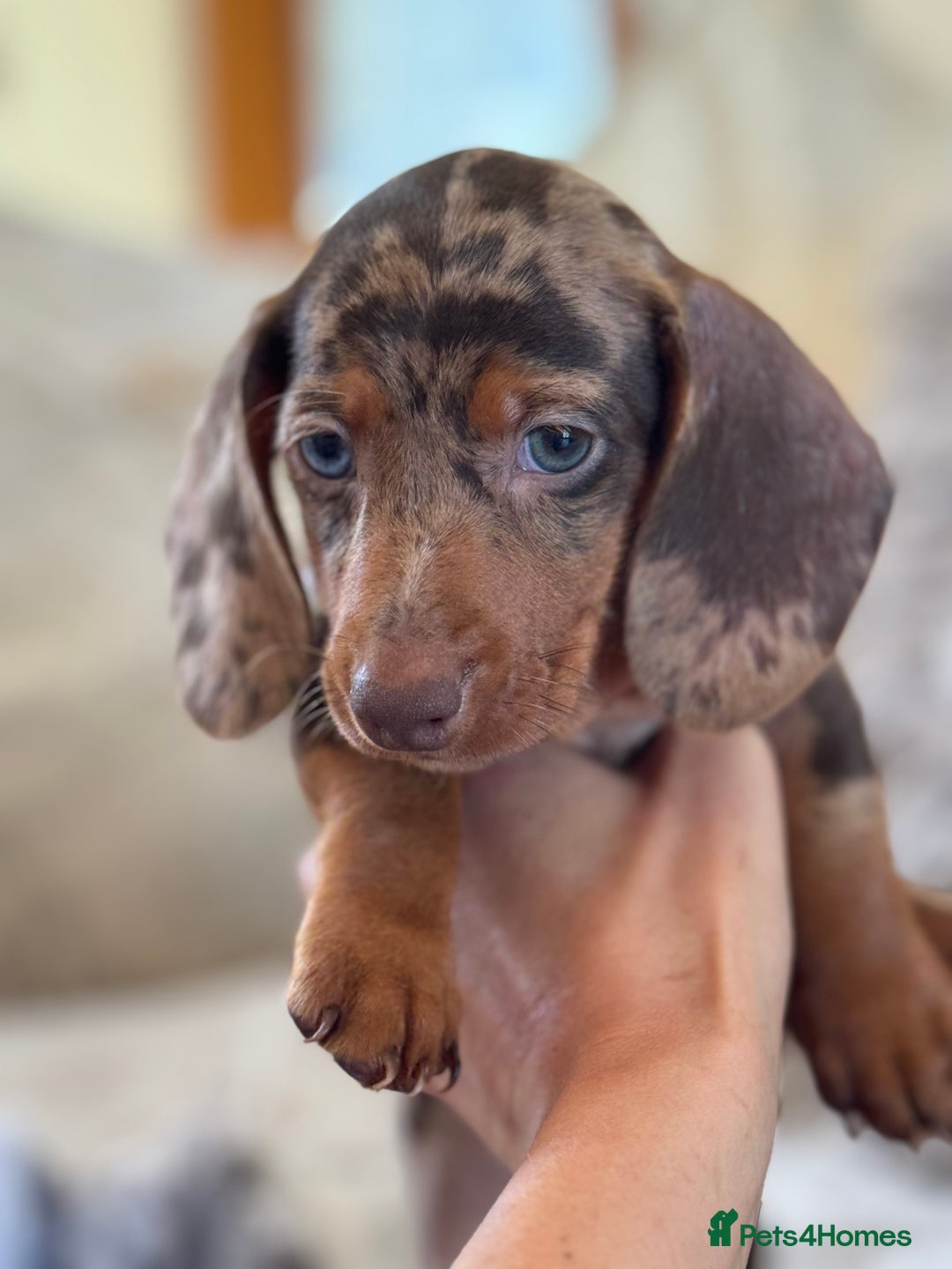Miniature Dachshund dogs for sale: ❤️🐾💫 Outstanding Miniature Dachshunds 🐾❤️💫 - Image 6