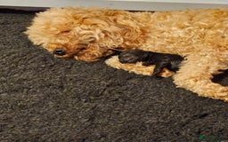 Miniature Poodle dogs for sale: Beautiful Health Tested Poodles - Advert 25