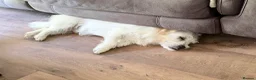 Mixed Breed dogs for adoption: Norman 🐾 in Norwich - Advert 6